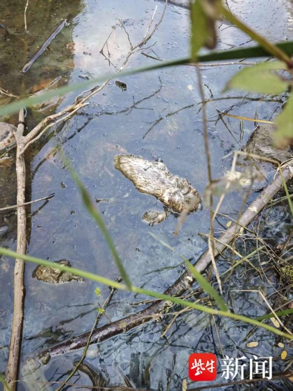 赢翻网 紫牛头条|南京网红打卡地“蓝眼泪”矿坑湖成养鸭场，记者实探：烂菜叶死禽漂在湖面